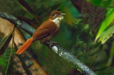 BARRANQUEIRO DE OLHO BRANCO (Automolus leucophthalmus)